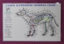 canine acupuncture points